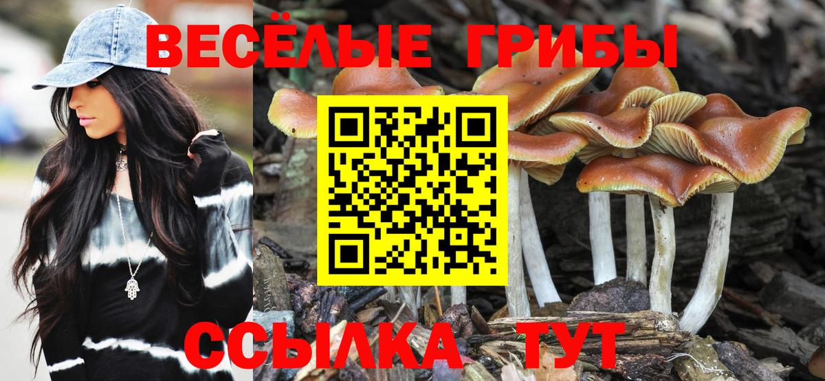 Галлюциногенные грибы Psilocybine cubensis  как найти закладки  Галлюциногенные грибы GOLDEN TEACHER  Сертолово  Вход с VPN 